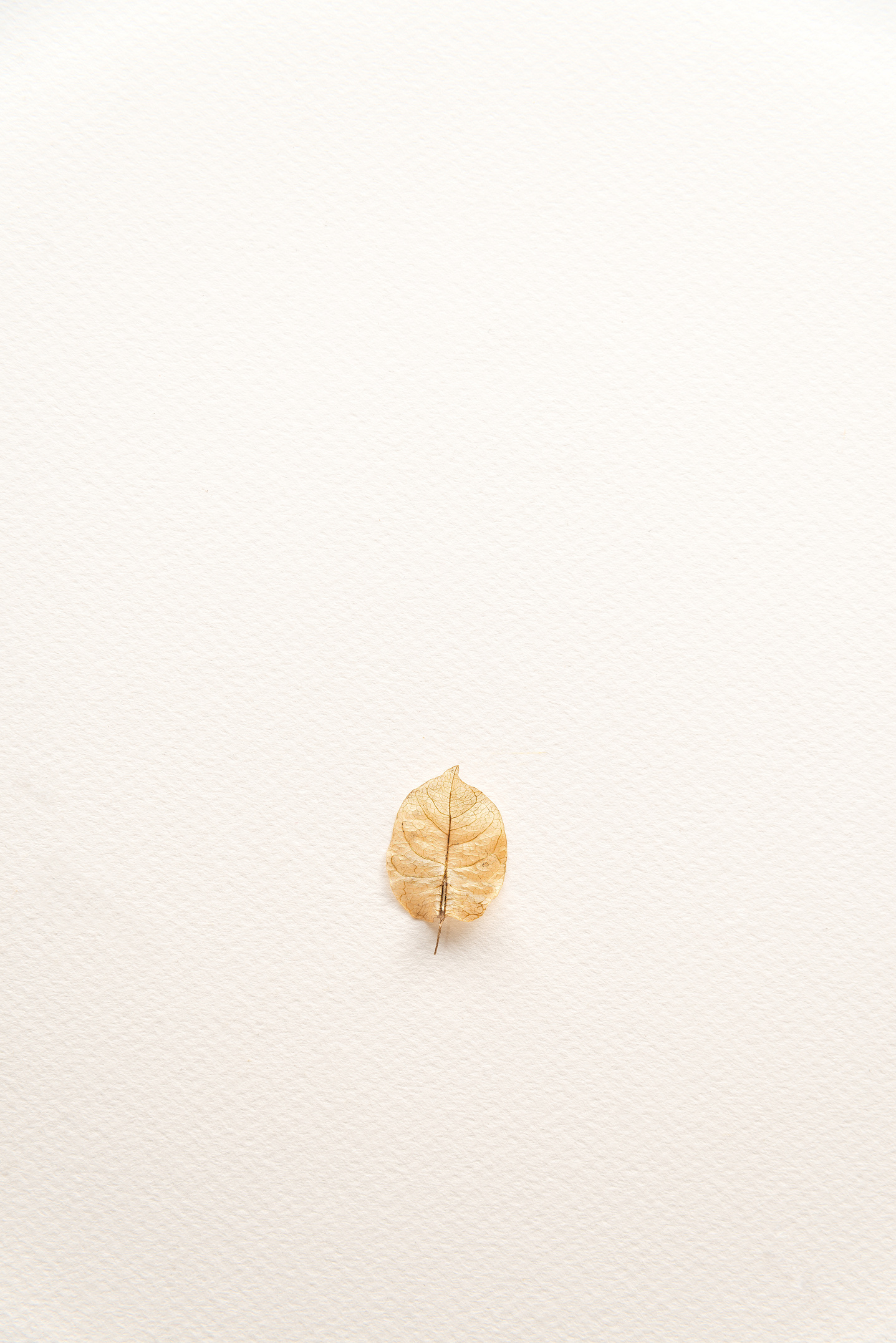 Brown Leaf on White Surface